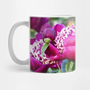 Beautiful Deep Magenta Peonies in Late May Mug